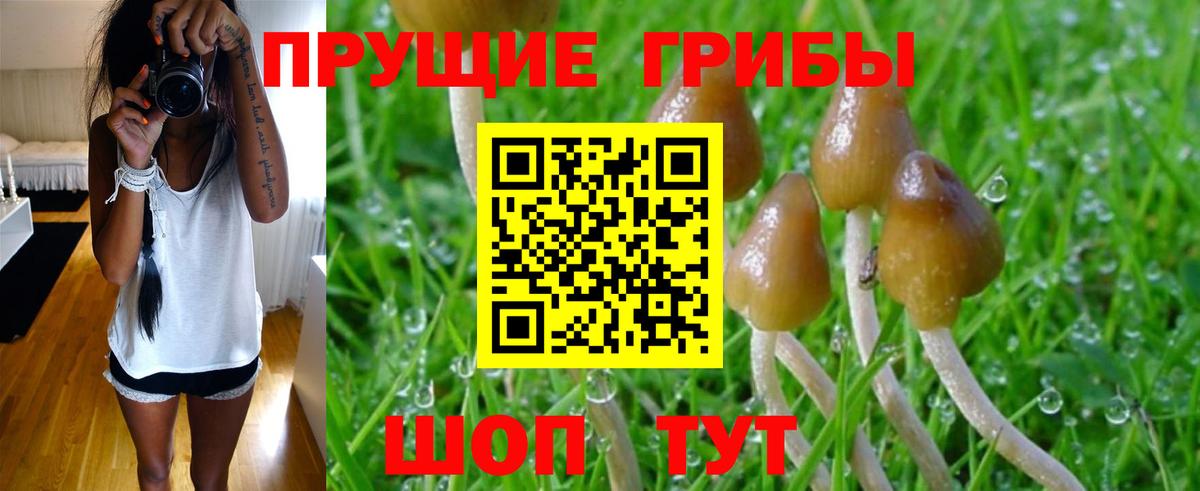 Псилоцибиновые грибы MAGIC MUSHROOMS  Вход с VPN  Бузулук 